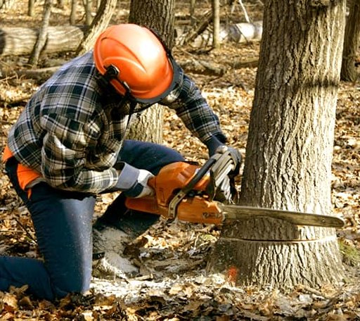 Arborist assessing tree health in Washington